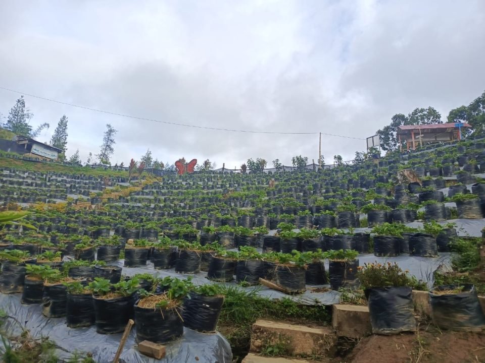 Merah Ranum di Atas Awan Mamasa: Wisata Kebun Strawberry yang Menyihir Sulawesi Barat